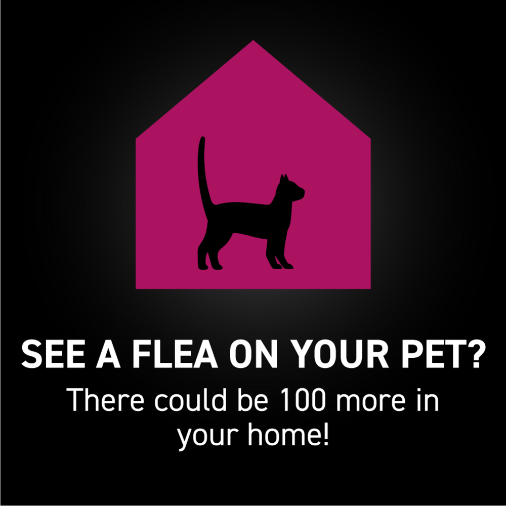 Nextstar Flea & Tick Spot on for Cats