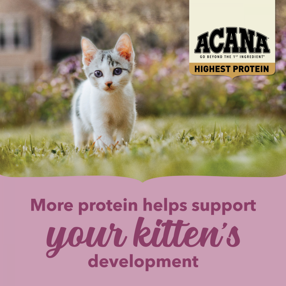 Acana Highest Protein Dry Food for Kittens