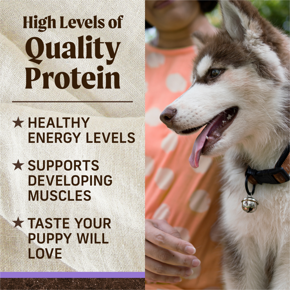 Merrick Grain Free Chicken and Sweet Potato Dry Puppy Food
