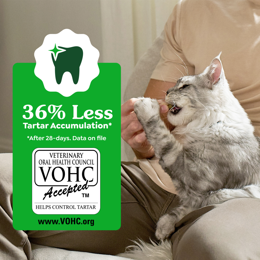 Feline Greenies Adult Dental Savory Salmon Flavor Cat Treats
