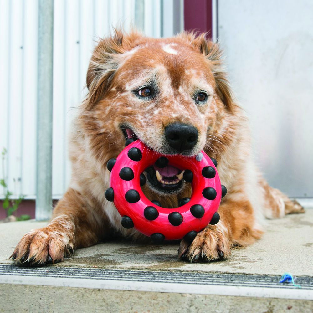 KONG Dotz Circle Dog Toy