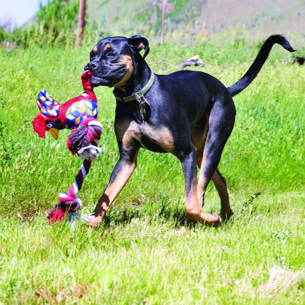 KONG Knots Clingerz Cardinal Dog Toy