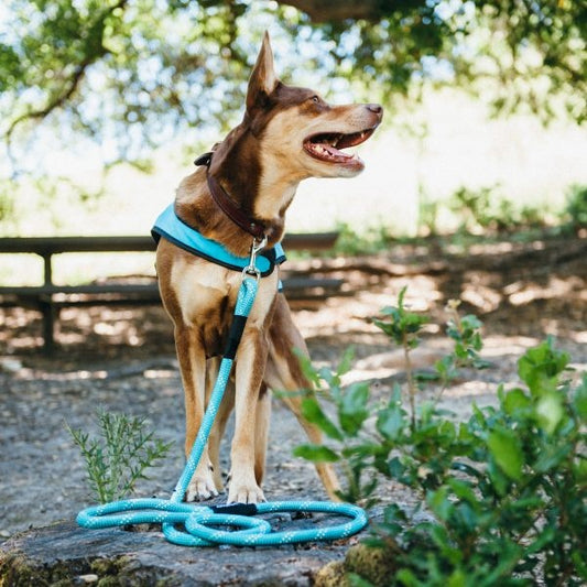 ZippyPaws Original Climbers 4 ft Dog Leash