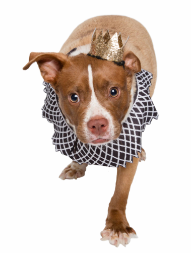 Pet Krewe Notorious D.O.G Dog Costume