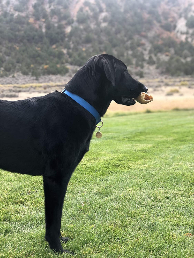 Icelandic+ Large Lamb Horn Dog Treat