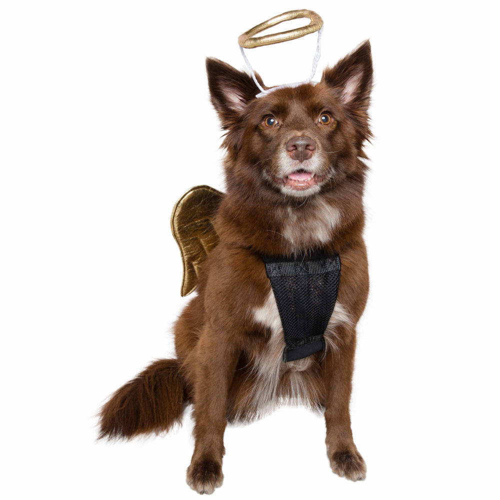 Pet Krewe Angel Costume for Cats & Dogs