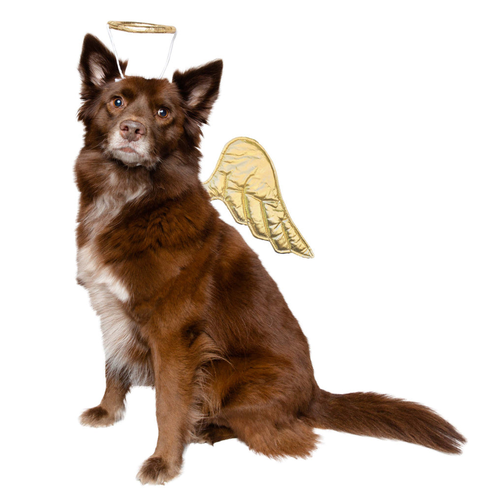 Pet Krewe Angel Costume for Cats & Dogs