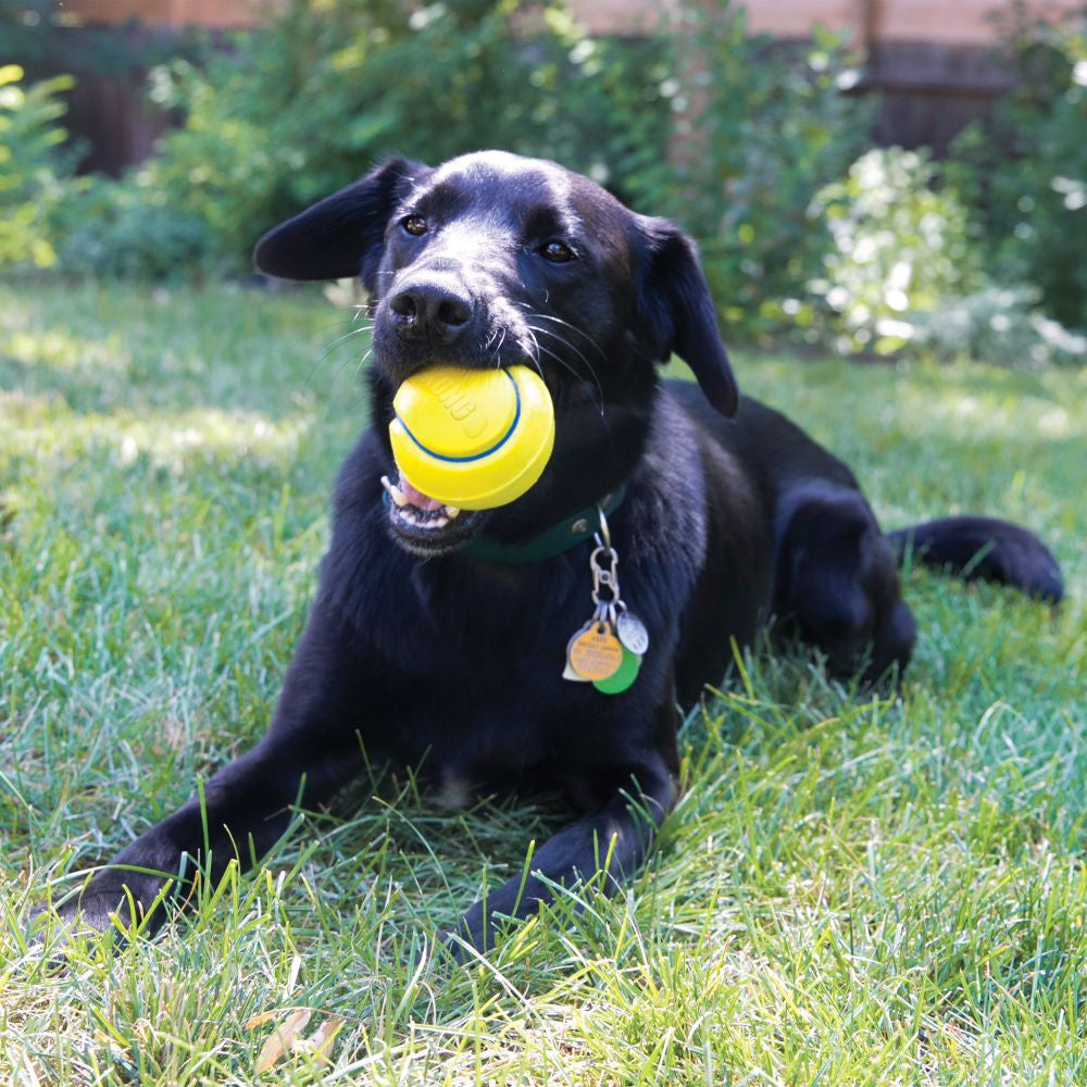 KONG Squeezz Tennis Ball Assorted Bulk