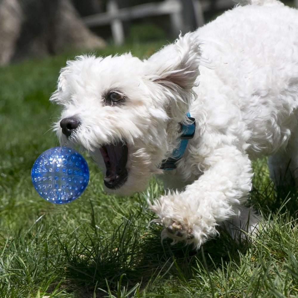 KONG Squeezz Geodz Assorted Dog Toy 2-Pack