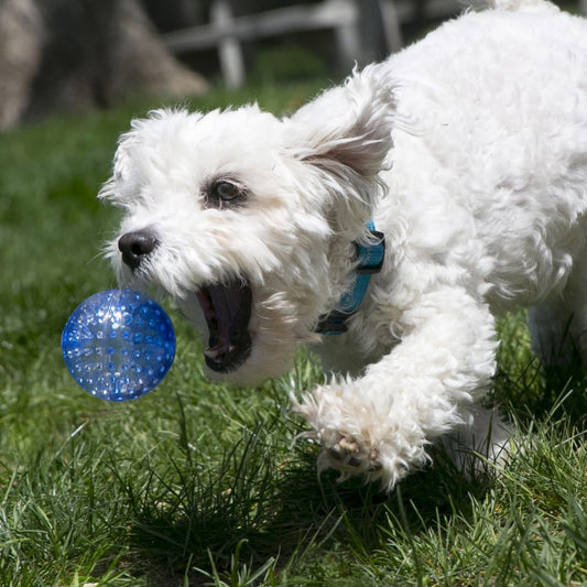 KONG Squeezz Geodz Assorted Dog Toy 2-Pack