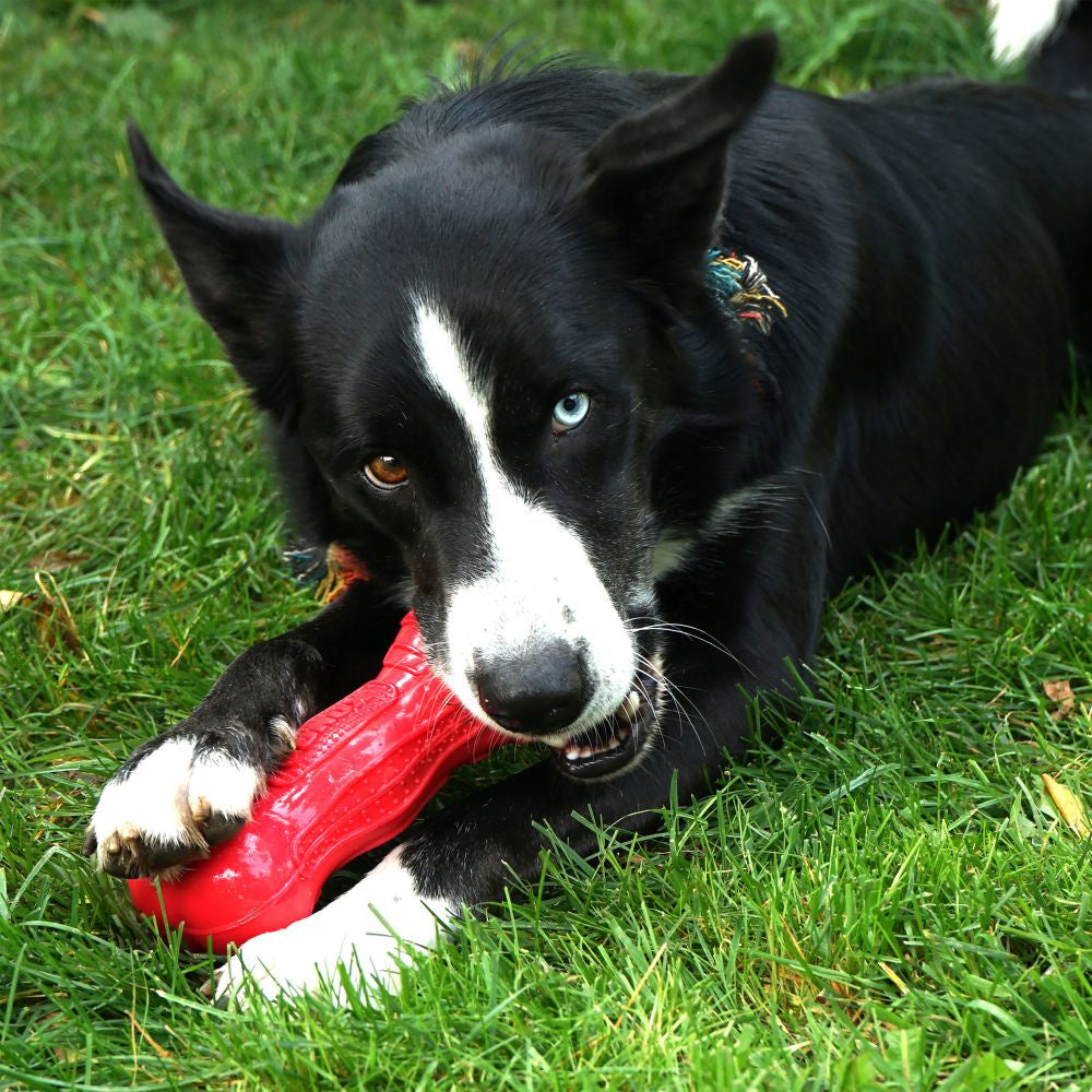 KONG Beezles Ball Assorted Dog Toys