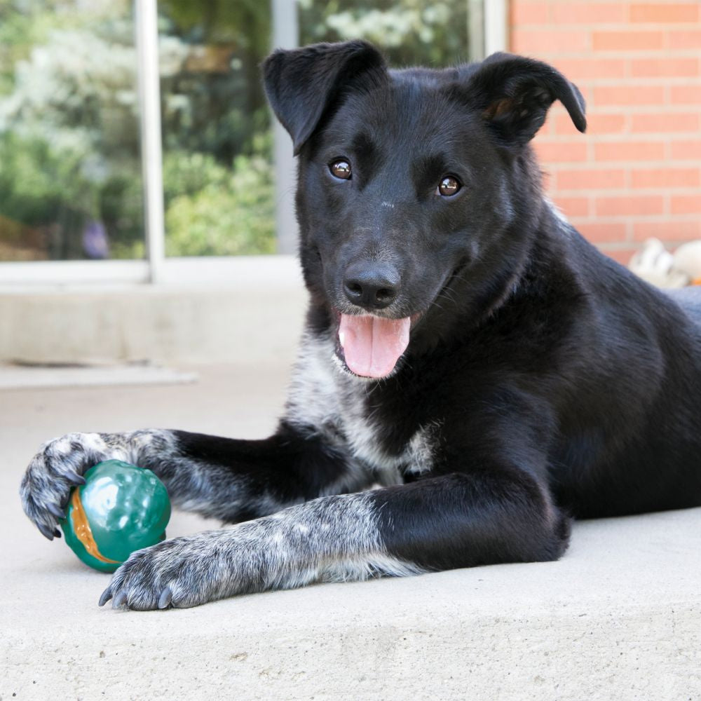 KONG ChiChewy Ball Dog Toy