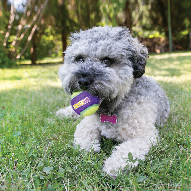 KONG Crunch Air Ball  Dog Toy