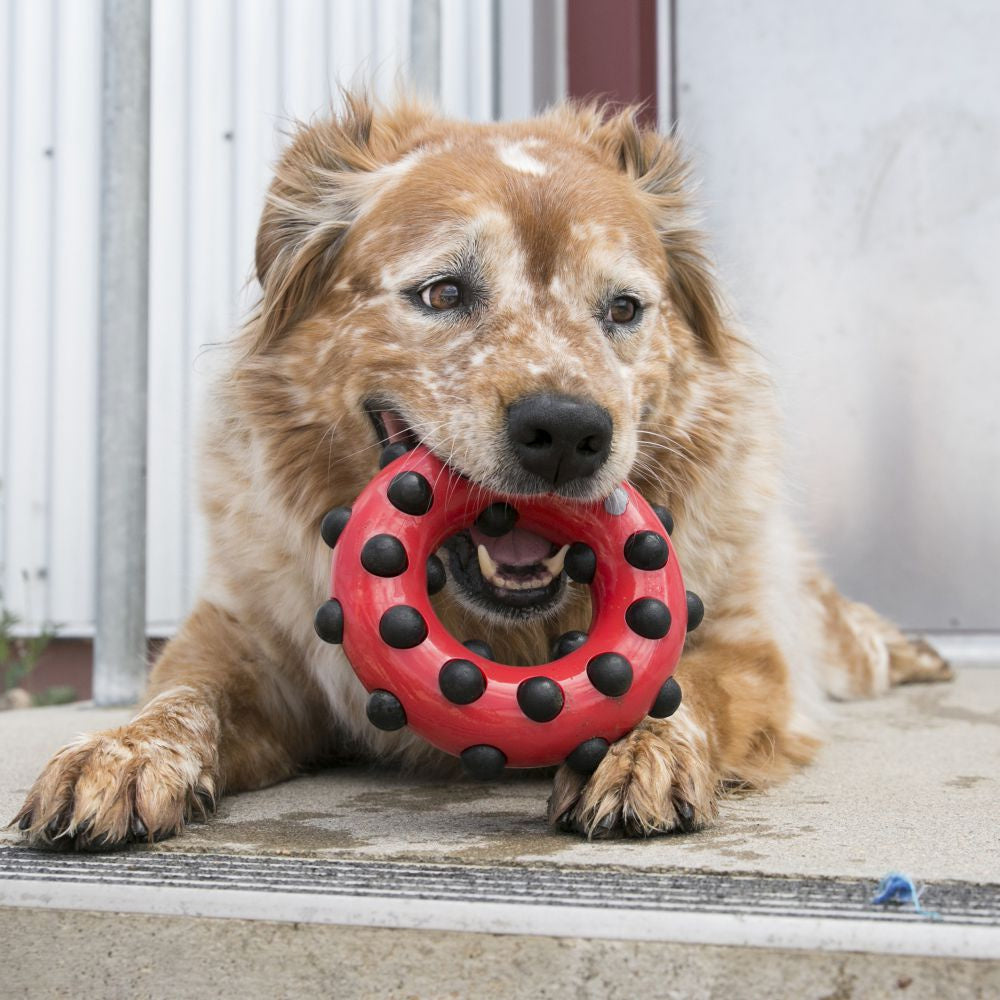 KONG Dotz Square Dog Toy