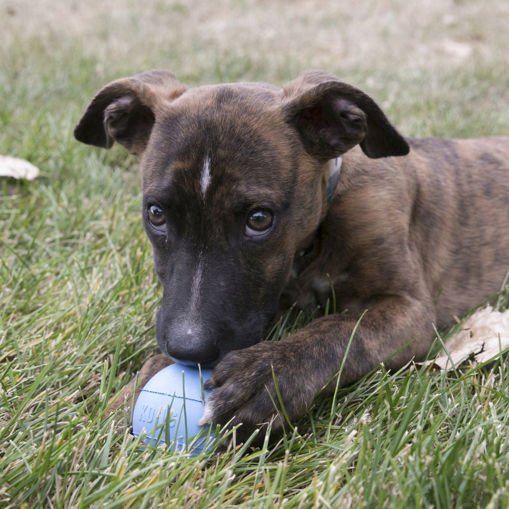 KONG KONG Puppy Ball with Hole Dog toy