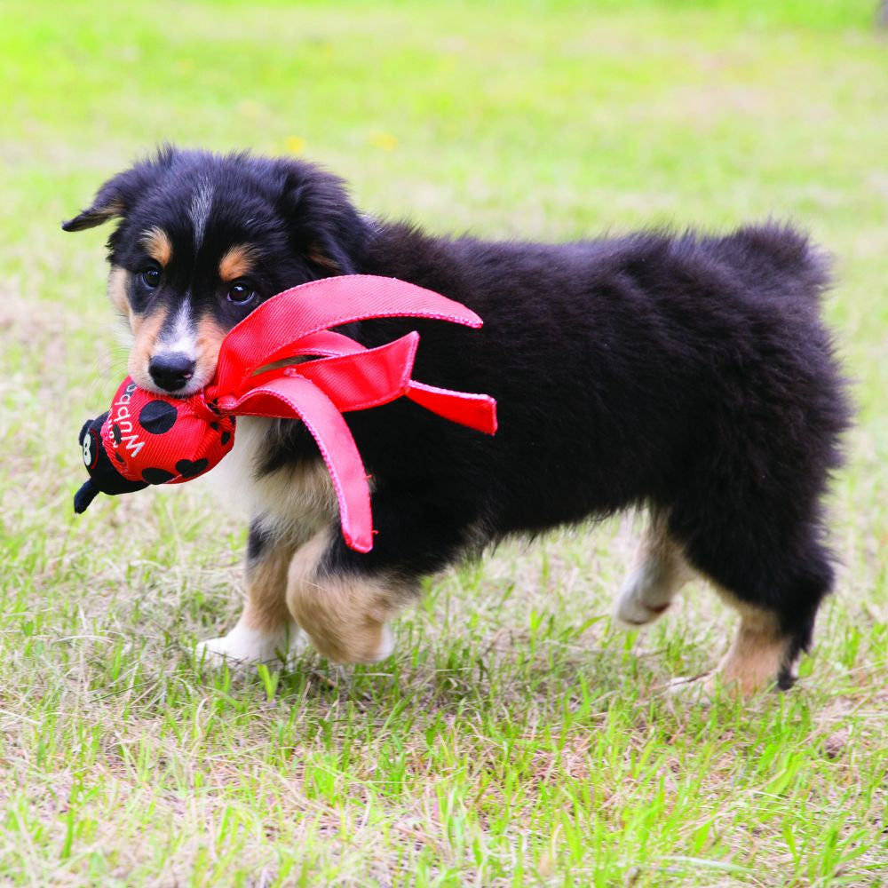 KONG Wubba Bug  Dog Toy