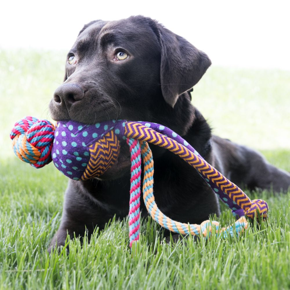 KONG Wubba Medley Dog Toy