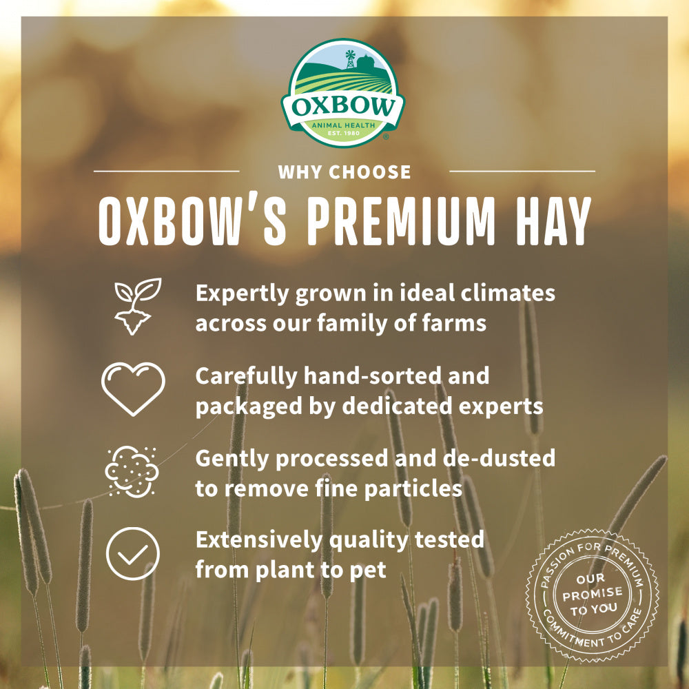 Oxbow Animal Health Oat Hay All Natural Hay for Rabbits Guinea Pigs Chinchillas Hamsters & Gerbils