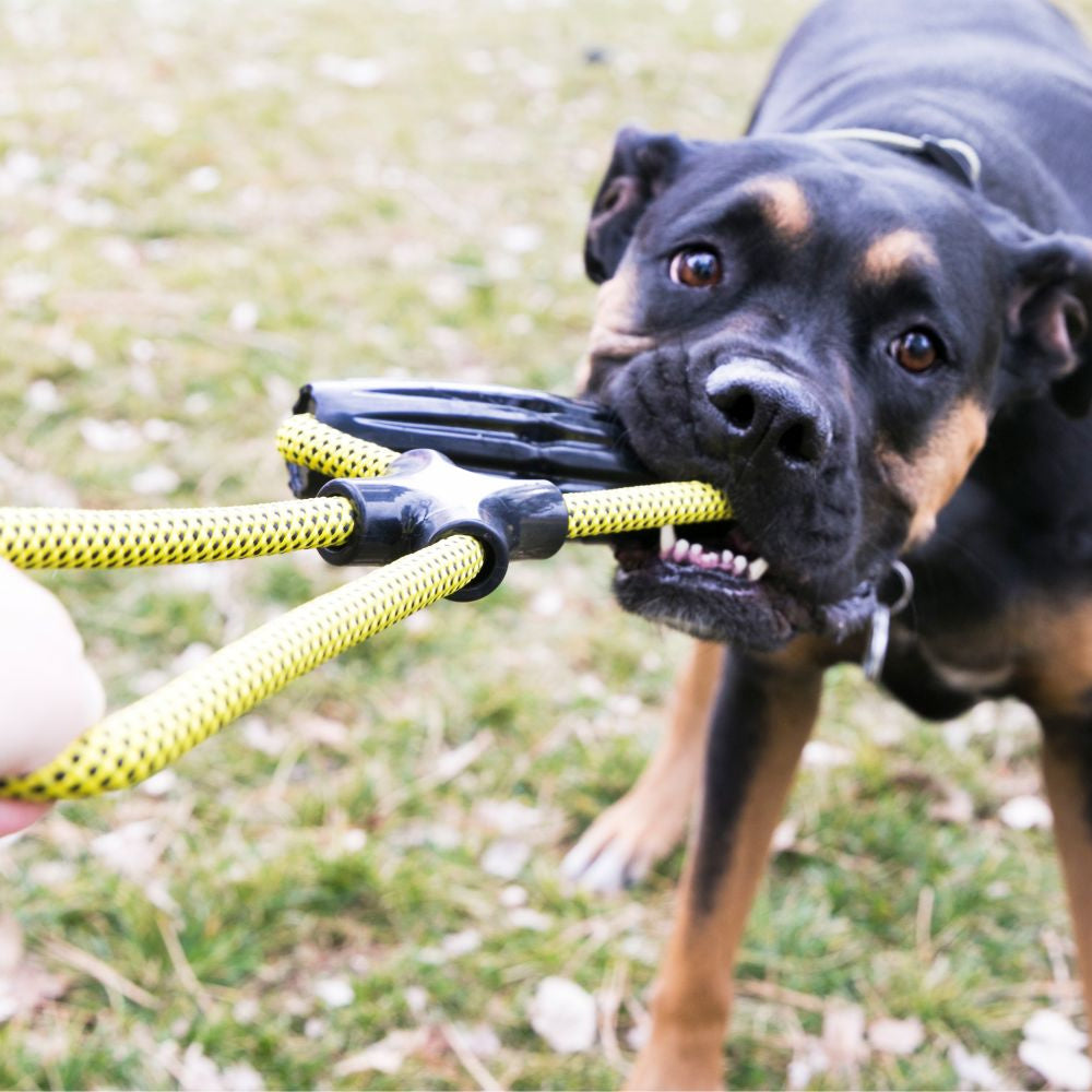 KONG Jaxx Infinity Tug Dog Toy