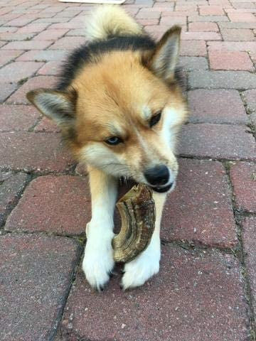 Icelandic+ Medium Lamb Horn Dog Treat